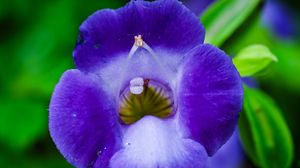 Preview wallpaper flower, purple, macro, closeup