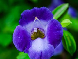 Preview wallpaper flower, purple, macro, closeup