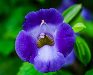 Preview wallpaper flower, purple, macro, closeup