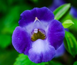 Preview wallpaper flower, purple, macro, closeup