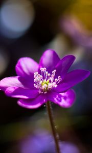 Preview wallpaper flower, purple, macro, petals