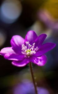 Preview wallpaper flower, purple, macro, petals