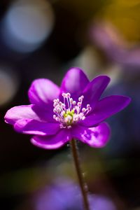 Preview wallpaper flower, purple, macro, petals