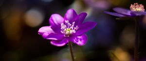 Preview wallpaper flower, purple, macro, petals