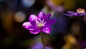Preview wallpaper flower, purple, macro, petals
