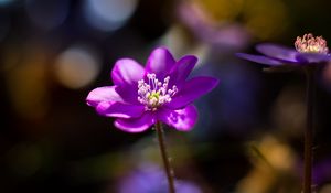 Preview wallpaper flower, purple, macro, petals