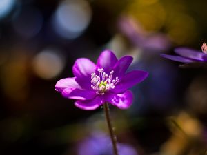 Preview wallpaper flower, purple, macro, petals