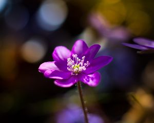 Preview wallpaper flower, purple, macro, petals