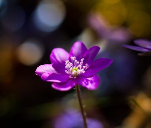 Preview wallpaper flower, purple, macro, petals