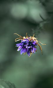 Preview wallpaper flower, purple, macro, petals, closeup