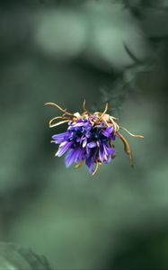 Preview wallpaper flower, purple, macro, petals, closeup