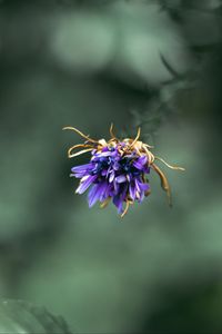 Preview wallpaper flower, purple, macro, petals, closeup