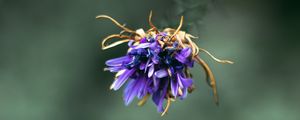 Preview wallpaper flower, purple, macro, petals, closeup