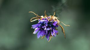 Preview wallpaper flower, purple, macro, petals, closeup