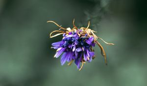Preview wallpaper flower, purple, macro, petals, closeup