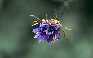 Preview wallpaper flower, purple, macro, petals, closeup