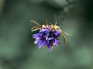 Preview wallpaper flower, purple, macro, petals, closeup