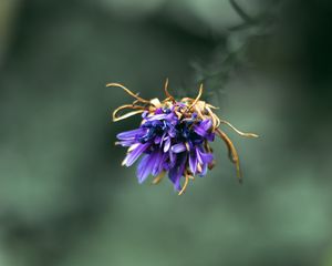 Preview wallpaper flower, purple, macro, petals, closeup