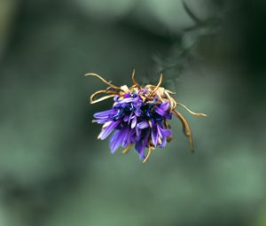 Preview wallpaper flower, purple, macro, petals, closeup