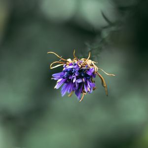 Preview wallpaper flower, purple, macro, petals, closeup