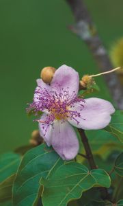 Preview wallpaper flower, purple, macro, bloom, plant