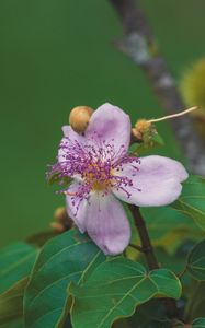 Preview wallpaper flower, purple, macro, bloom, plant