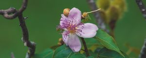 Preview wallpaper flower, purple, macro, bloom, plant