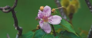 Preview wallpaper flower, purple, macro, bloom, plant