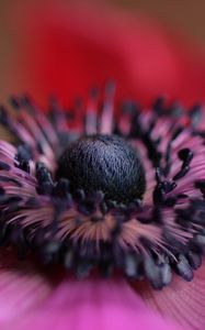 Preview wallpaper flower, purple, macro, bloom