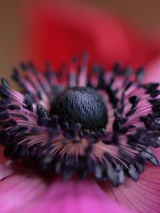 Preview wallpaper flower, purple, macro, bloom