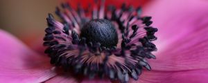 Preview wallpaper flower, purple, macro, bloom