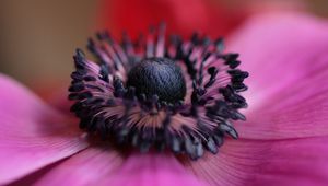 Preview wallpaper flower, purple, macro, bloom