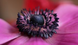 Preview wallpaper flower, purple, macro, bloom