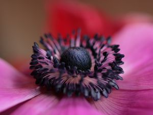 Preview wallpaper flower, purple, macro, bloom