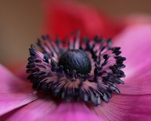 Preview wallpaper flower, purple, macro, bloom