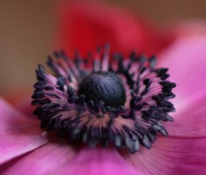 Preview wallpaper flower, purple, macro, bloom