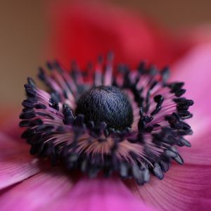 Preview wallpaper flower, purple, macro, bloom