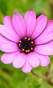 Preview wallpaper flower, purple, macro, plant