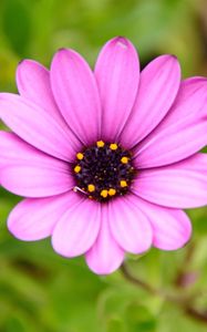 Preview wallpaper flower, purple, macro, plant