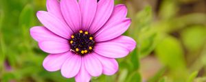 Preview wallpaper flower, purple, macro, plant