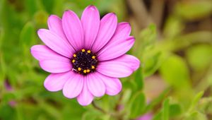 Preview wallpaper flower, purple, macro, plant