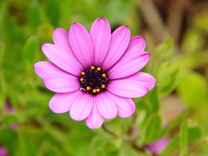 Preview wallpaper flower, purple, macro, plant