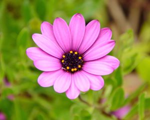 Preview wallpaper flower, purple, macro, plant