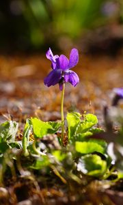 Preview wallpaper flower, purple, macro, plant, spring