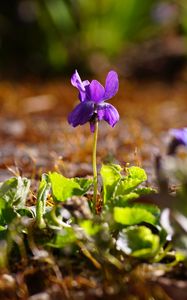 Preview wallpaper flower, purple, macro, plant, spring