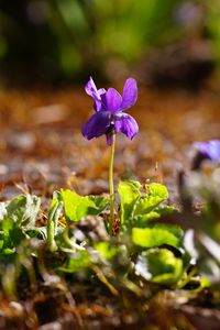 Preview wallpaper flower, purple, macro, plant, spring