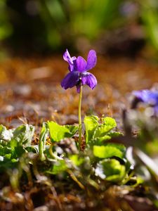 Preview wallpaper flower, purple, macro, plant, spring