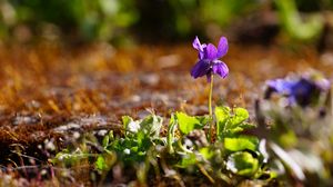 Preview wallpaper flower, purple, macro, plant, spring