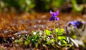 Preview wallpaper flower, purple, macro, plant, spring