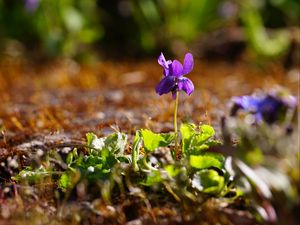 Preview wallpaper flower, purple, macro, plant, spring